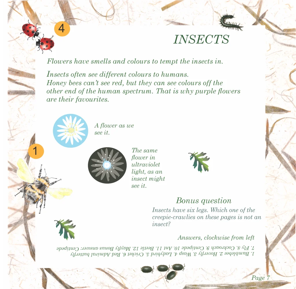 Illustrated educational page about insect pollinators, showing a bee, ladybirds, beetles, a centipede, and flowers seen in normal and ultraviolet light.